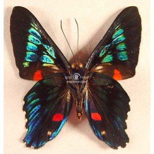 ANCYLURIS MELIBOEUS ENDAEMON